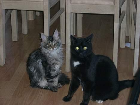 Huskat ib (Manse) *missehimlen* - Hva lave du? billede 8