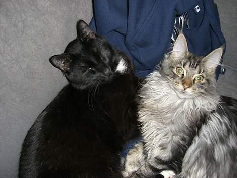 Huskat ib (Manse) *missehimlen* - Jeg putter lige lidt med "lillebror" billede 9