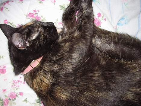 Huskat Mitzi - ZzZzzzzz.........:) billede 10