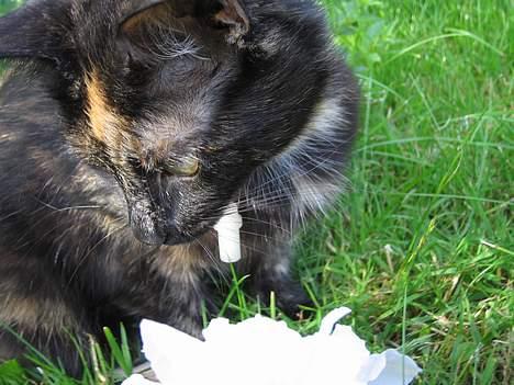 Huskat Mitzi billede 11