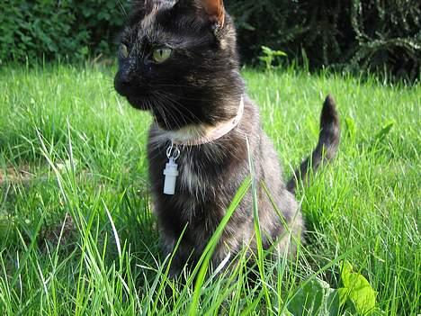 Huskat Mitzi billede 12