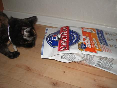 Huskat Mitzi - Hvornår mon der kommer noget ud?:) billede 13