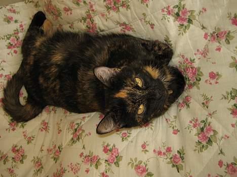 Huskat Mitzi billede 14