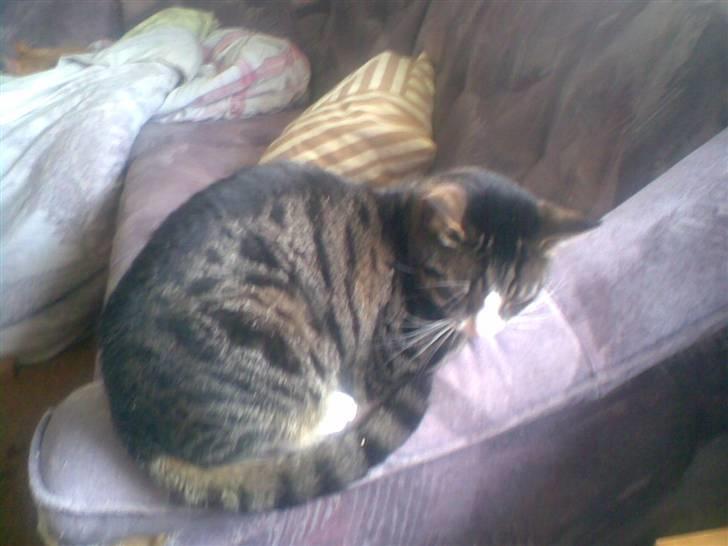 Huskat Lillebror (basse) billede 1