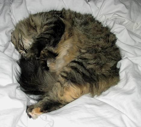 Norsk Skovkat Katja - Hun er ikk død.. hun sover bare =) billede 10