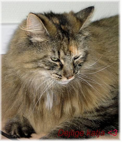 Norsk Skovkat Katja - Katja <3 billede 11