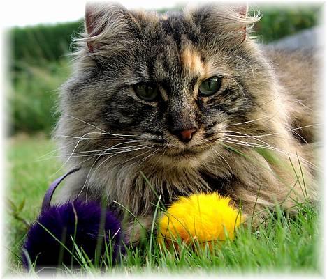 Norsk Skovkat Katja - Katja <3 billede 12