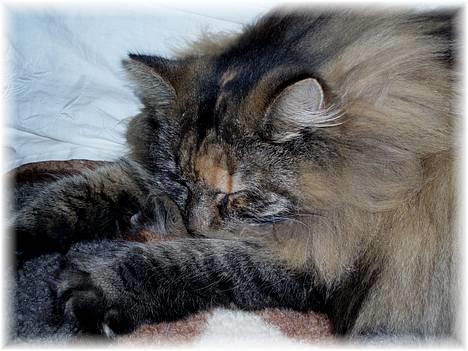 Norsk Skovkat Katja - Katja <3 billede 13