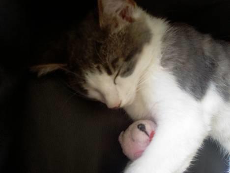 Blanding af racer Junior - Jeg elsker min lille sove-bamse:o) billede 16