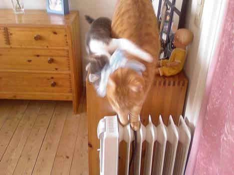 Blanding af racer Junior - Jeg slås med Mille :o) billede 17