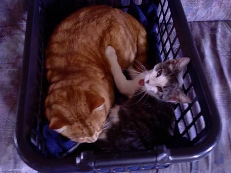 Blanding af racer Junior - Her ligger jeg med min bedste ven, Mille :o) billede 18