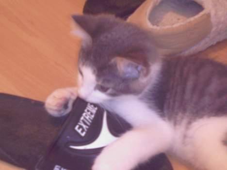 Blanding af racer Junior - Mine dippers:o) billede 19