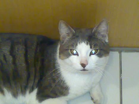 Blanding af racer Junior - Se... Jeg er vokset op og er blevet en smuk hankat :o) billede 20