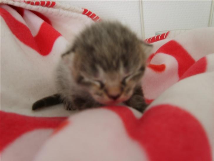 Blanding af racer Freja billede 11