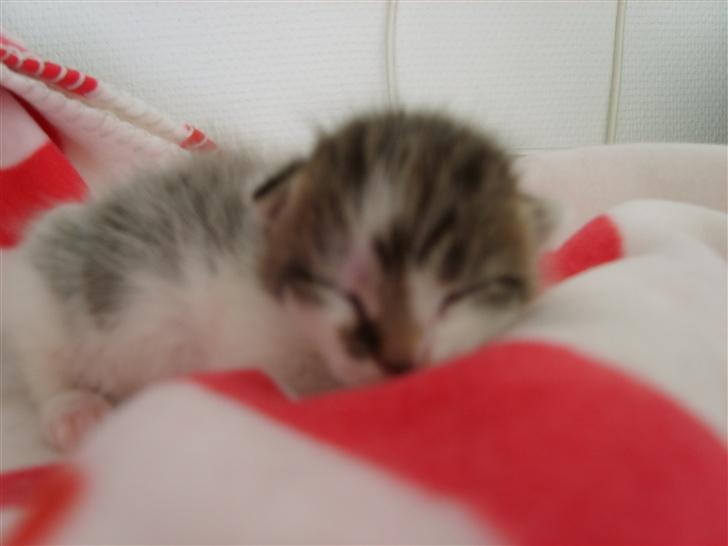 Blanding af racer Freja billede 12