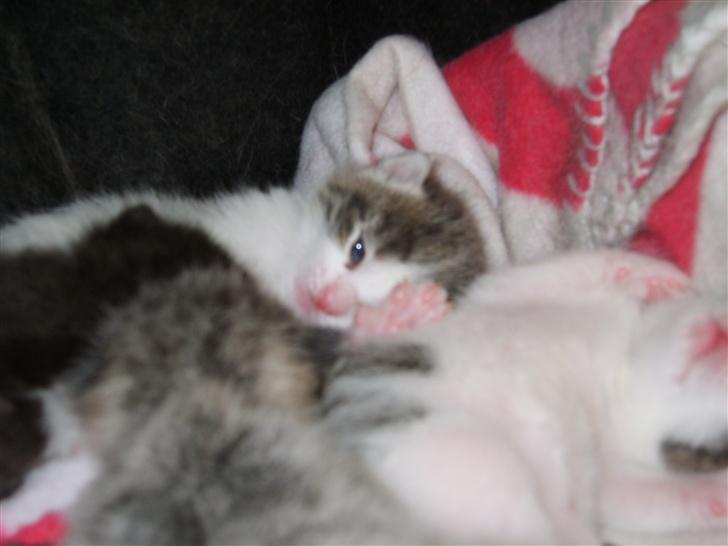 Blanding af racer Freja billede 13