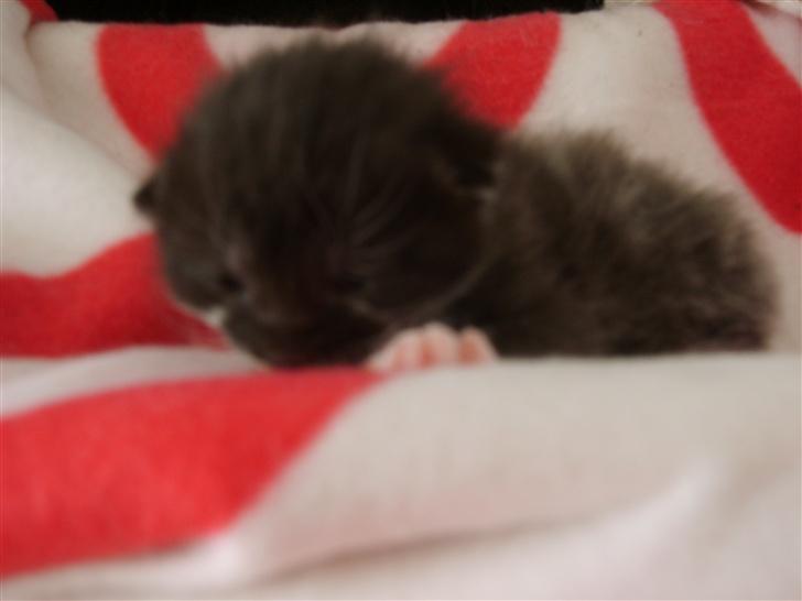 Blanding af racer Freja billede 14