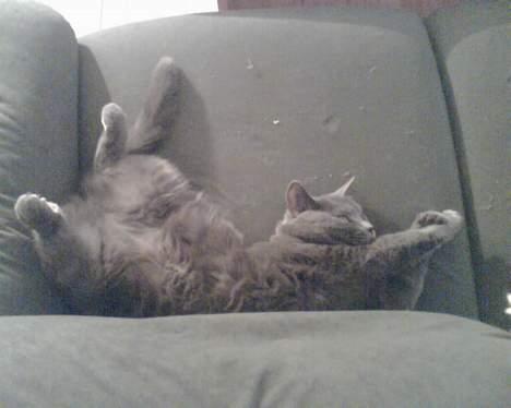 British Shorthair Speedy [DØD d.20/5-07] <3 - Vil du se min mave ? billede 3