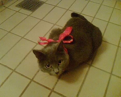 British Shorthair Speedy [DØD d.20/5-07] <3 - Her er det op til jul .              Er jeg ikk fin med  sjøjfe ? billede 4