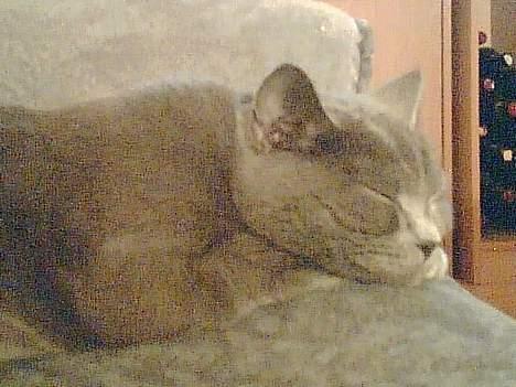 British Shorthair Speedy [DØD d.20/5-07] <3 - Godnat børge . billede 5