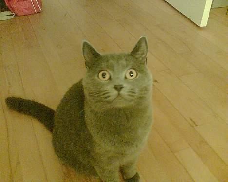 British Shorthair Speedy [DØD d.20/5-07] <3 - Jeg kan sitte . billede 6