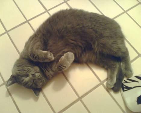 British Shorthair Speedy [DØD d.20/5-07] <3 - På toiletet . billede 7