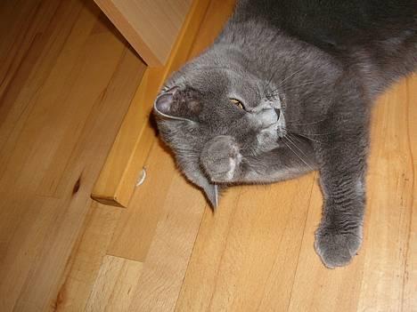 British Shorthair Speedy [DØD d.20/5-07] <3 - Slik . billede 9