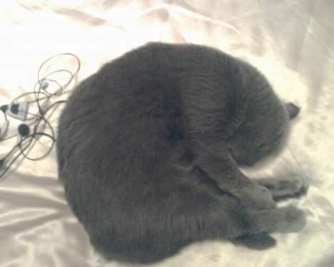 British Shorthair Speedy [DØD d.20/5-07] <3 - På hovedt . billede 10