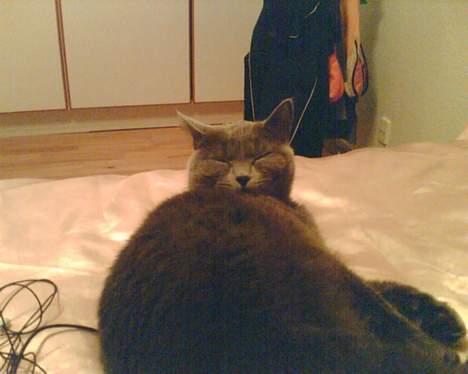 British Shorthair Speedy [DØD d.20/5-07] <3 - Titte Bøh . billede 11