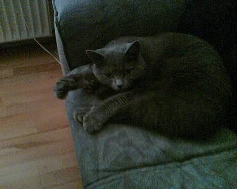 British Shorthair Speedy [DØD d.20/5-07] <3 - Hiih . billede 12