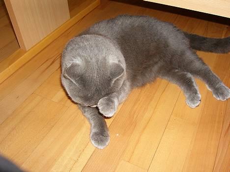 British Shorthair Speedy [DØD d.20/5-07] <3 - I haven . billede 13