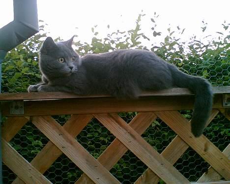 British Shorthair Speedy [DØD d.20/5-07] <3 - Uhh hva det ? billede 14