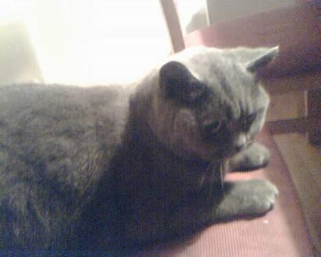 British Shorthair Speedy [DØD d.20/5-07] <3 - Her er min mor ´. billede 15