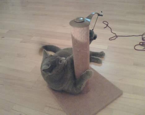 British Shorthair Speedy [DØD d.20/5-07] <3 - angrib . billede 16