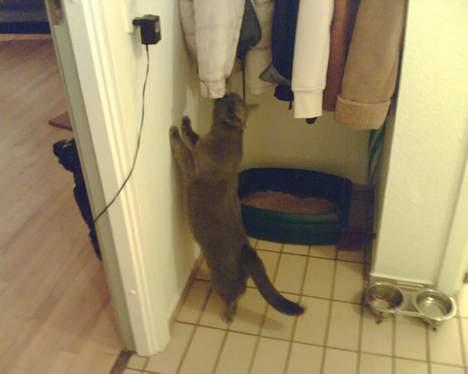 British Shorthair Speedy [DØD d.20/5-07] <3 - Sikken lugt . billede 17