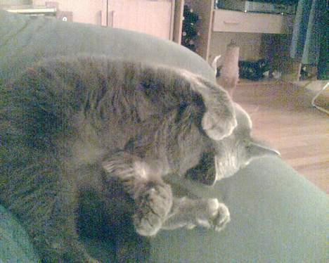 British Shorthair Speedy [DØD d.20/5-07] <3 - Du må ikk se mig jeg er lige vågnet . billede 18