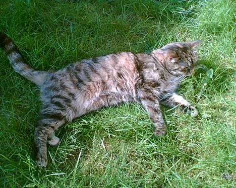 Huskat Speedy [DØD D. 4/7-07] <3 - I haven . billede 15