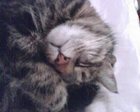 Huskat Speedy [DØD D. 4/7-07] <3 - Zoom . billede 16