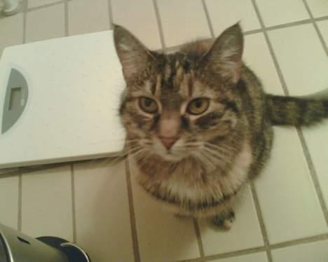 Huskat Speedy [DØD D. 4/7-07] <3 - Er jeg ikk fin ? billede 17