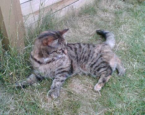 Huskat Speedy [DØD D. 4/7-07] <3 - Øhh hva det .     Lad mig se . billede 18