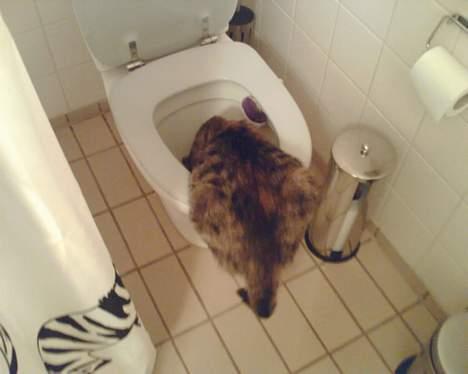 Huskat Speedy [DØD D. 4/7-07] <3 - En tur i toilettet . billede 19
