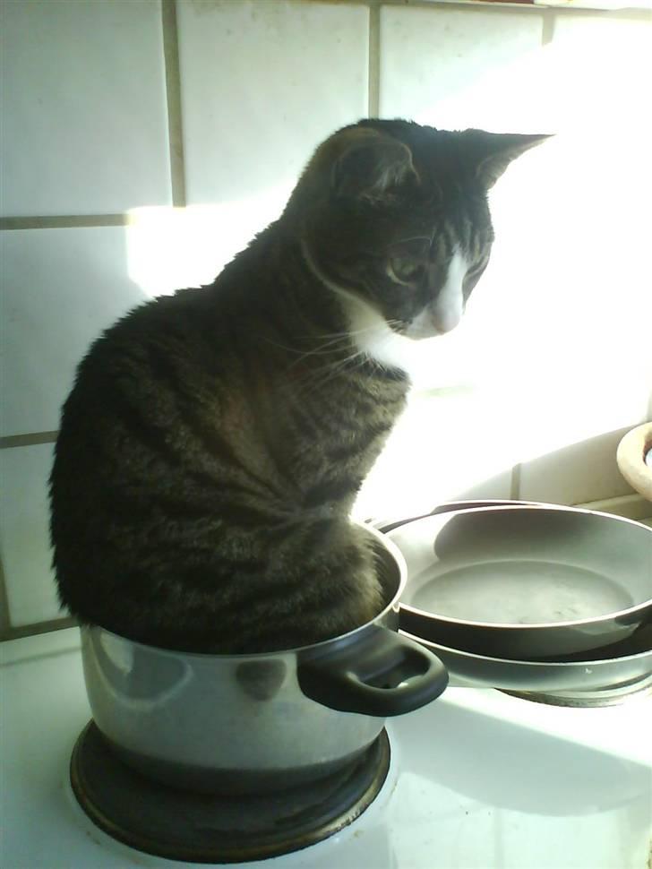 Huskat Lillebror (basse) billede 2