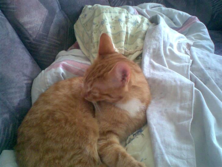 Huskat Mikkel (musse) aflivet  billede 2