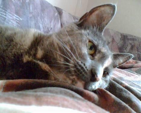 Huskat Frederikke død billede 1