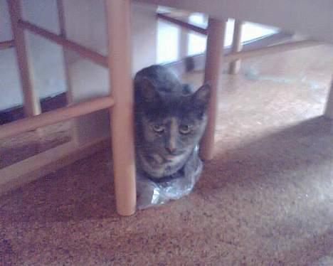 Huskat Frederikke død billede 2