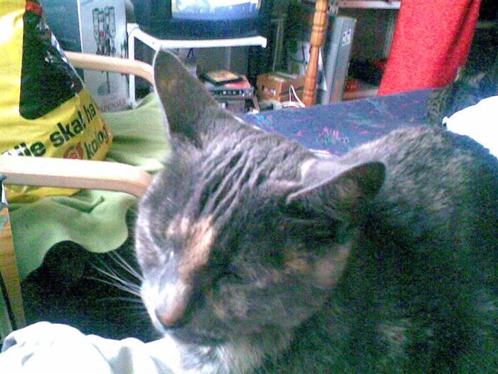 Huskat Frederikke død billede 3