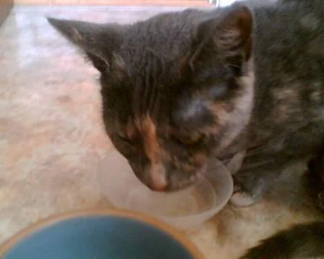 Huskat Frederikke død billede 4