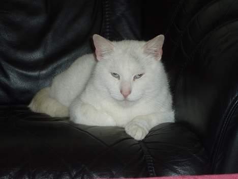 Huskat Skygge Faxe - Skygge i lædersofaen billede 1