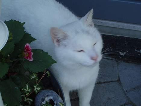 Huskat Skygge Faxe billede 2