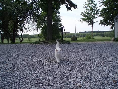 Huskat Skygge Faxe billede 3